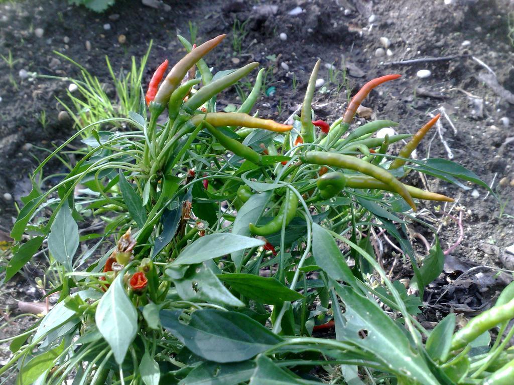 B&B Il Giardino di Gabri Roma Esterno foto