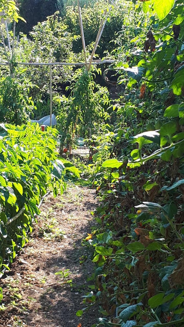 B&B Il Giardino di Gabri Roma Esterno foto